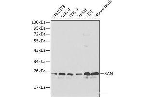 Western blot analysis of extracts of various cell lines using RAN Polyclonal Antibody at dilution of 1:1000. (RAN 抗体)