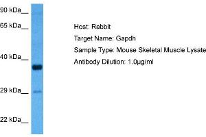 Host: Rabbit Target Name: GAPDH Sample Tissue: Mouse Skeletal Muscle Antibody Dilution: 1ug/ml (GAPDH 抗体  (Middle Region))