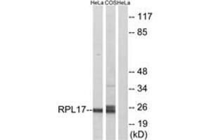 Western blot analysis of extracts from HeLa/COS7 cells, using RPL17 Antibody. (RPL17 抗体  (AA 101-150))