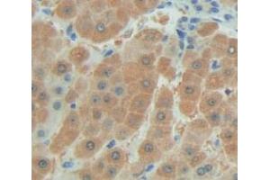 IHC-P analysis of Human Tissue, with DAB staining. (FAM20A 抗体  (AA 368-541))