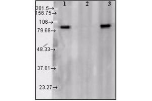 Western blot analysis of Hsp90α. (HSP90 ELISA 试剂盒)