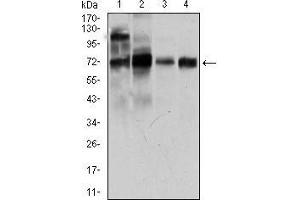 Western blot analysis using CLGN mouse mAb against LNCaP (1), HepG2 (2), PC-3 (3), and Raji (4) cell lysate. (Calmegin 抗体  (AA 249-405))
