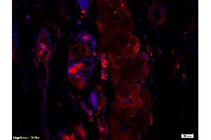 Immunofluorescence (IF) image for anti-Hepatitis B Virus Surface Antigen (HBsAg) antibody (ABIN723066) (HBSAg 抗体)