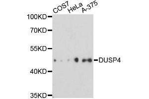 Western blot analysis of extracts of various cell lines, using DUSP4 antibody. (DUSP4 抗体)