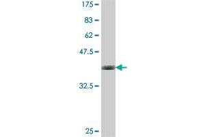 Western Blot detection against Immunogen (37. (BLVRB 抗体  (AA 107-206))