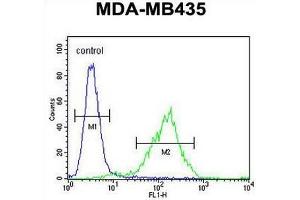 CK073 Antibody (N-term) flow cytometric analysis of MDA-MB435 cells (right histogram) compared to a negative control cell (left histogram).