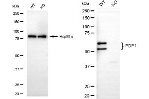 Western blotting analysis using PDP1 antibody (ABIN7800084). (PDP 抗体)