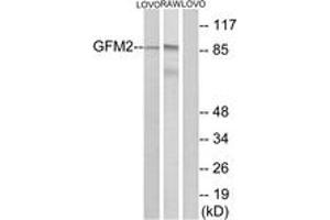 Western blot analysis of extracts from LOVO/RAW264. (GFM2 抗体  (AA 441-490))