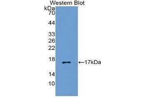 Detection of Recombinant RANTES, Canine using Polyclonal Antibody to Regulated On Activation In Normal T-Cell Expressed And Secreted (RANTES) (CCL5 抗体  (AA 24-91))
