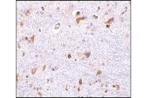 Immunohistochemistry of PDCD4 in mouse brain tissue with this product at 2. (PDCD4 抗体  (C-Term))