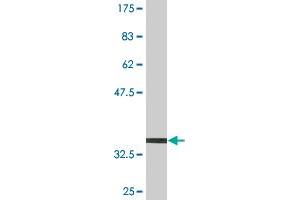 Western Blot detection against Immunogen (34. (CD9 抗体  (AA 112-195))