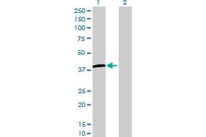 Western Blot analysis of LMAN2L expression in transfected 293T cell line by LMAN2L MaxPab polyclonal antibody. (LMAN2L 抗体  (AA 1-348))