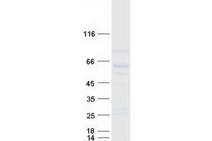 Western Blotting (WB) image for Leukocyte Immunoglobulin-Like Receptor, Subfamily A (With TM Domain), Member 1 (LILRA1) protein (Myc-DYKDDDDK Tag) (ABIN2724720)