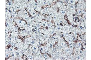 Immunohistochemical staining of paraffin-embedded Human liver tissue using anti-NPTN mouse monoclonal antibody. (NPTN 抗体)