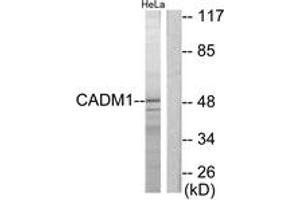 Western blot analysis of extracts from HeLa cells, using CADM1 Antibody. (CADM1 抗体  (AA 393-442))