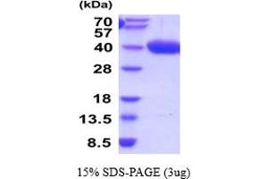 AZGP1 Protein (AA 21-298) (His tag)