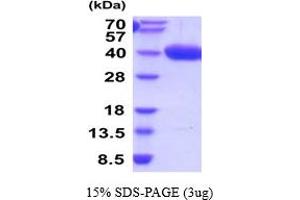 SDS-PAGE (SDS) image for alpha-2-Glycoprotein 1, Zinc-Binding (AZGP1) (AA 21-298) protein (His tag) (ABIN5854487) (AZGP1 Protein (AA 21-298) (His tag))