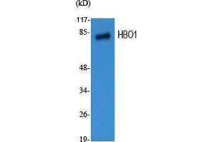 Western Blot (WB) analysis of specific cells using HBO1 Polyclonal Antibody. (MYST2 抗体  (Internal Region))