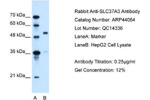 WB Suggested Anti-SLC37A3  Antibody Titration: 0. (SLC37A3 抗体  (Middle Region))