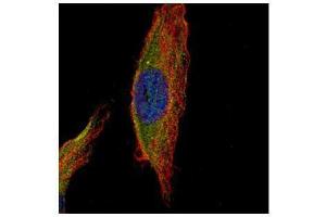 ICC/IF Image Confocal immunofluorescence analysis (Olympus FV10i) of methanol-fixed HeLa, using UNC13B, antibody (Green) at 1:500 dilution. (UNC13B 抗体  (Internal Region))