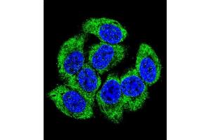 Confocal immunofluorescent analysis of GCLM Antibody (C-term) (ABIN653046 and ABIN2842657) with 293 cell followed by Alexa Fluor 488-conjugated goat anti-rabbit lgG (green). (GCLM 抗体  (C-Term))