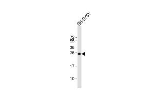 Anti-SN Antibody (Center) at 1:1000 dilution + SH-SY5Y whole cell lysate Lysates/proteins at 20 μg per lane.