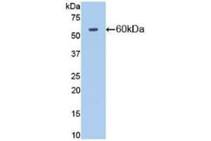 Detection of Recombinant NT5E, Mouse using Polyclonal Antibody to Cluster Of Differentiation 73 (CD73) (CD73 抗体  (AA 29-550))