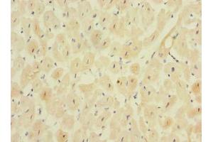 Immunohistochemistry of paraffin-embedded human heart tissue using ABIN7159469 at dilution of 1:100 (MPPED1 抗体  (AA 1-326))