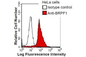 HeLa cells were fixed in 2% paraformaldehyde/PBS and then permeabilized in 90% methanol.