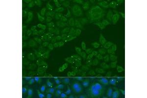 Immunofluorescence analysis of U2OS cells using B3GALNT1 Polyclonal Antibody at dilution of 1:100. (B3GALNT1 抗体)