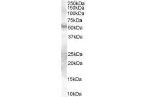 ABIN185609 (0. (SMAD9 抗体  (Internal Region))