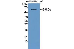 Western Blotting (WB) image for anti-C1q and Tumor Necrosis Factor Related Protein 1 (C1QTNF1) (AA 26-281) antibody (ABIN1866962)