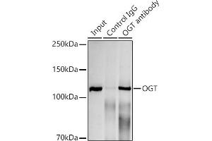 Immunoprecipitation analysis of 300 μg extracts of HeLa cells using 3 μg OGT antibody (ABIN7269074). (OGT 抗体)