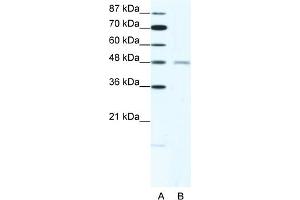 WB Suggested Anti-CHRND Antibody   Titration: 2. (CHRND 抗体  (N-Term))