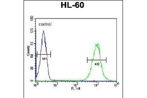 Flow cytometric analysis of HL-60 cells (right histogram) compared to a negative control cell (left histogram). (C1orf38 抗体  (C-Term))