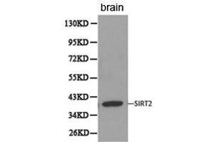 Western Blotting (WB) image for anti-Sirtuin 2 (SIRT2) antibody (ABIN1874785) (SIRT2 抗体)