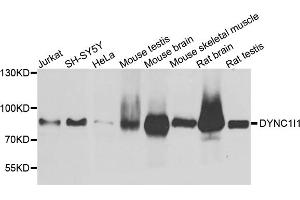 Western blot analysis of extracts of various cell lines, using DYNC1I1 antibody. (DYNC1I1 抗体)