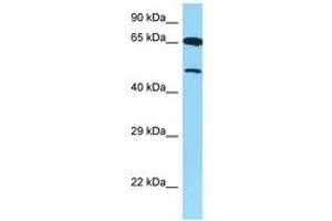 Image no. 1 for anti-Arginine Vasopressin Receptor 1B (AVPR1B) (AA 271-320) antibody (ABIN6748241) (AVPR1B 抗体  (AA 271-320))