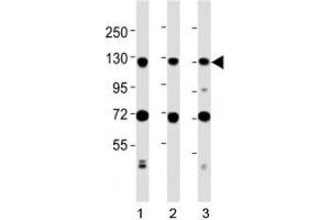 Western blot testing of MCM2 antibody at 1:2000 dilution. (MCM2 抗体  (AA 649-677))