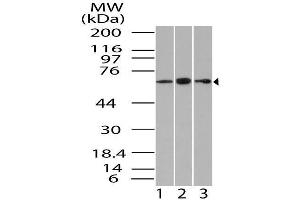 Image no. 1 for anti-Guanylate Binding Protein 1, Interferon-Inducible (GBP1) (AA 200-592) antibody (ABIN5027216) (GBP1 抗体  (AA 200-592))