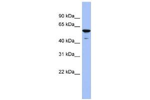 WB Suggested Anti-ZNF391 Antibody Titration:  0. (ZNF391 抗体  (N-Term))