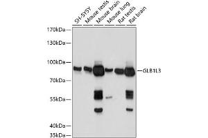 Western blot analysis of extracts of various cell lines, using GLB1L3 antibody (ABIN7267334) at 1:1000 dilution. (GLB1L3 抗体  (AA 180-290))