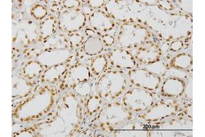 Image no. 1 for anti-Nuclear Receptor Coactivator 4 (NCOA4) (AA 505-615) antibody (ABIN599026) (NCOA4 抗体  (AA 505-615))