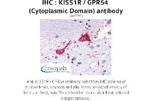 Image no. 1 for anti-KISS1 Receptor (KISS1R) (3rd Cytoplasmic Domain) antibody (ABIN1736237) (KISS1R 抗体  (3rd Cytoplasmic Domain))