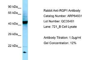 Western Blotting (WB) image for anti-RGP1 Retrograde Golgi Transport Homolog (RGP1) (C-Term) antibody (ABIN2789999) (RGP1 抗体  (C-Term))