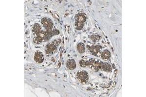 Immunohistochemical staining of human breast with METTL21D polyclonal antibody  shows moderate cytoplasmic positivity in glandular cells at 1:50-1:200 dilution. (Methyltransferase Like 21D (METTL21D) 抗体)