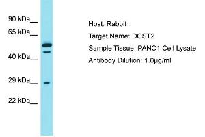Host: Rabbit Target Name: DCST2 Sample Type: PANC1 Whole cell lysates Antibody Dilution: 1. (DCST2 抗体  (C-Term))