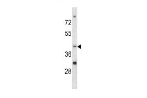 Western blot analysis of CCRN4L antibody (C-term) (ABIN390544 and ABIN2840883) in K562 cell line lysates (35 μg/lane). (CCRN4L 抗体  (C-Term))