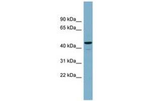 Image no. 1 for anti-Calcium Activated Nucleotidase 1 (CANT1) (AA 143-192) antibody (ABIN6743658) (CANT1 抗体  (AA 143-192))