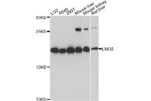 Western blot analysis of extracts of various cell lines, using LMO2 antibody (ABIN1873555) at 1:3000 dilution. (LMO2 抗体)